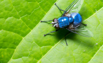 Fleischfliege, Blaue