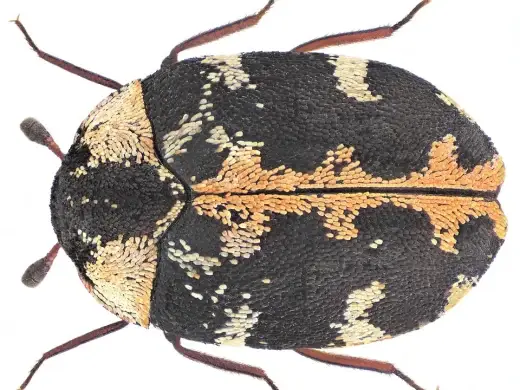 Ovaler Braunwurz-Blütenkäfer von oben, schwarze Flügeldecken mit weißen Flecken und orangeroter Mittelbinde vor weißem Hintergrund.