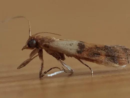 Seitliche Nahaufnahme einer Dörrobstmotte auf hellem Holz; die Vorderflügel sind an der Basis cremefarben und außen kupferbraun gezeichnet.