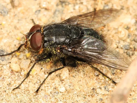 Seitliche Nahaufnahme einer Blauen Fleischfliege mit rotbraunen Augen, orangefarbener Behaarung am Kopf und dunkel schimmerndem blauem Hinterleib auf sandigem Boden.