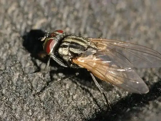 Eine Grosse Stubenfliege sitzt im Seitenprofil auf einer Steinfläche, mit rotem Facettenauge, gestreiftem Brustkorb und durchsichtigen Flügeln.