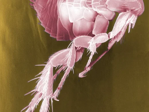 Stark vergrößerte, rosa eingefärbte Elektronenmikroskop-Aufnahme eines Flohs im Seitenprofil mit flachem, bedorntem Körper und langen Sprungbeinen.