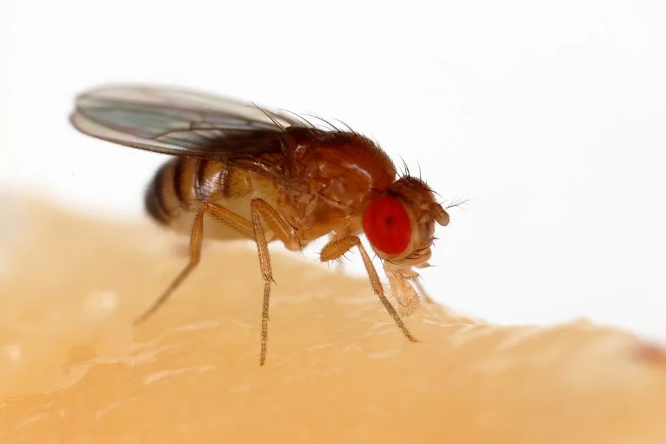 Seitliche Nahaufnahme einer Fruchtfliege mit leuchtend rotem Auge und gelbbraunem Körper, die auf hellem Fruchtfleisch sitzt.