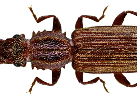 Makroaufnahme eines Getreideplattkäfers von oben vor weißem Hintergrund: schlanker, rotbrauner Käfer mit längsgerieften Flügeldecken, perlschnurartigen Fühlern und sechs sägezahnartigen Zähnchen an jeder Seite des Halsschilds.