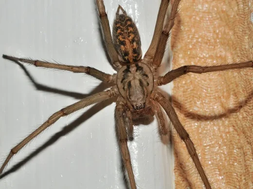 Große Winkelspinne mit braun geflecktem Hinterleib und langen, behaarten Beinen an einer hellen Wand.