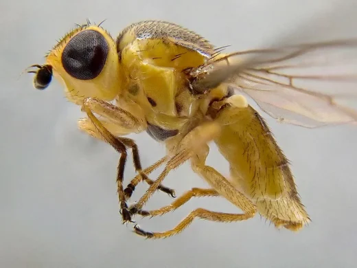 Grossaufnahme einer Gemeinen Halmfliege von der Seite: kleine gelbe Fliege mit schwarzen Zeichnungen auf Bruststück und Hinterleib, grossen dunklen Facettenaugen und durchsichtigen Flügeln.