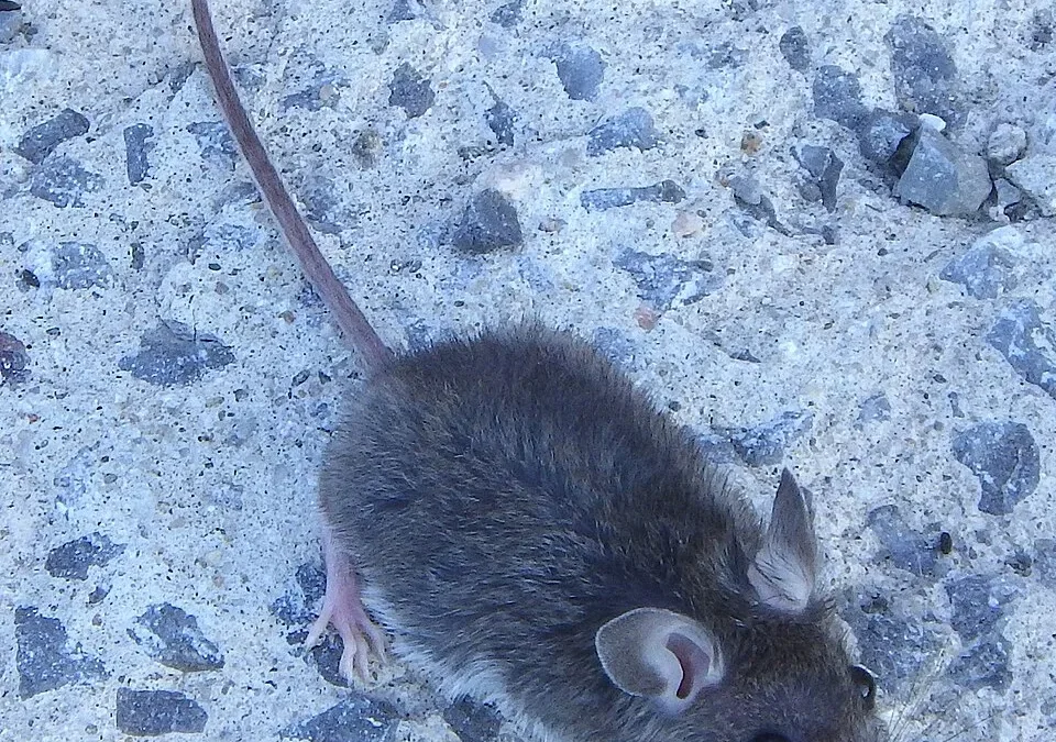 Graubraune Hausmaus von schräg oben auf Betonboden: kleines Nagetier mit grossen runden Ohren, dunklen Knopfaugen, Tasthaaren und langem nacktem Schwanz.