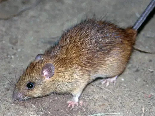 Hausratte in Seitenansicht auf sandigem Boden: schlankes braunes Nagetier mit sehr grossen runden Ohren, spitzer Schnauze, langen Tasthaaren und langem Schwanz.