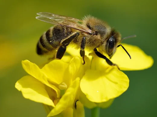 Westliche Honigbiene sitzt seitlich auf einer gelben Rapsblüte; pelziger Brustkorb, gelb-schwarz gestreifter Hinterleib und durchsichtige Flügel sind deutlich zu sehen.