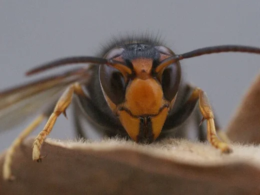 Frontale Nahaufnahme einer lebenden Asiatischen Hornisse mit orangefarbenem Gesicht, grossen dunklen Facettenaugen und langen Fühlern.