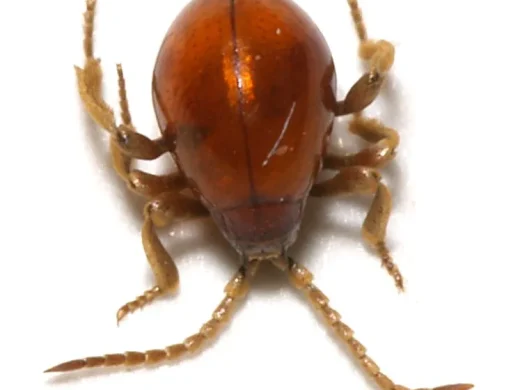 Ein Kugelkäfer mit stark gewölbtem, rotbraun glänzendem Hinterleib und langen hellen Beinen vor weißem Hintergrund.