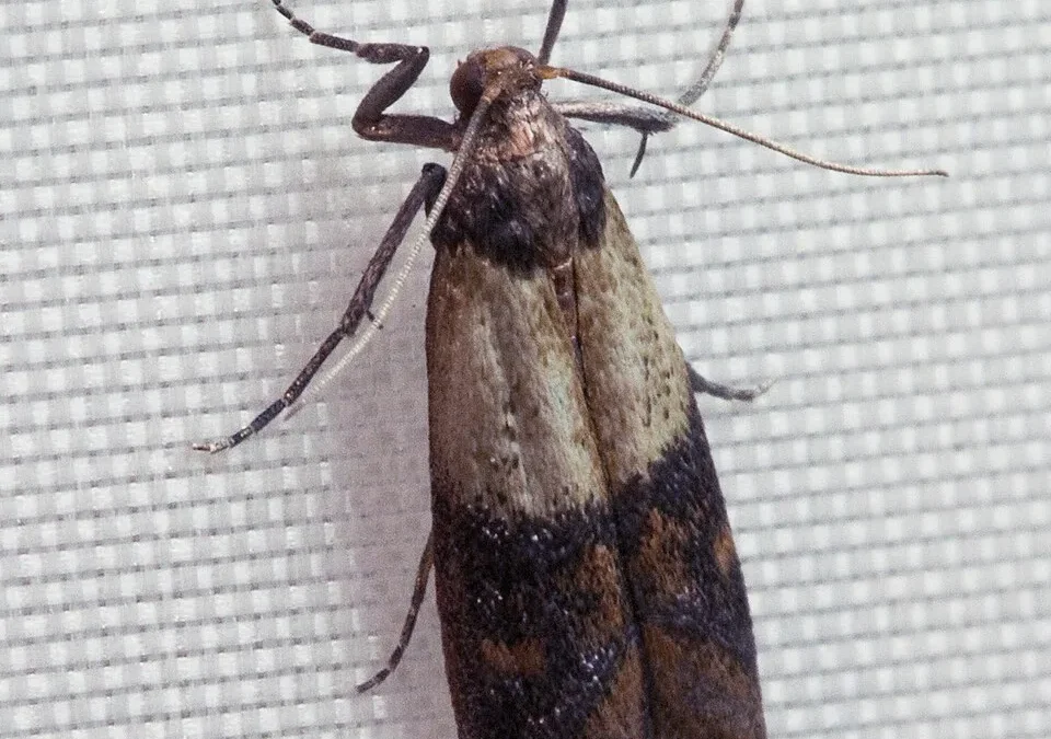 Erwachsene Lebensmittelmotte mit hell-dunkel gezeichneten Vorderflügeln sitzt an einem hellen Fliegengitter.