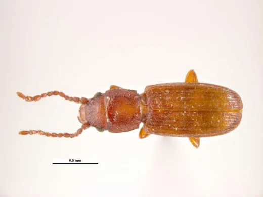 Rotbrauner Leistenkopfplattkäfer (Cryptolestes ferrugineus) von oben auf hellem Untergrund, mit flachem rotbraunem Körper und langen perlschnurartigen Fühlern.