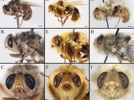 Wissenschaftliche Bildtafel mit Nahaufnahmen mehrerer Magendasseln: pelzige, bienenähnliche Fliegen in Seitenansicht sowie Detailaufnahmen von Brust und Kopf mit grossen dunklen Augen.