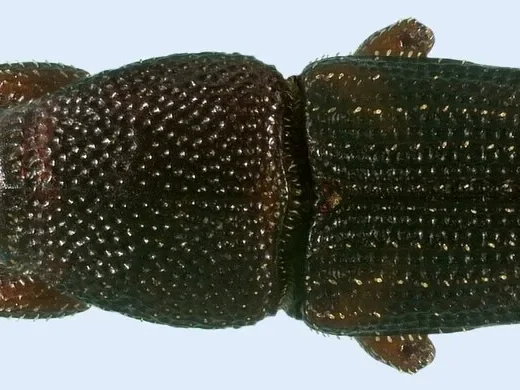 Maiskäfer (Sitophilus zeamais) von oben: dunkelbrauner Rüsselkäfer mit langem schmalem Rüssel und grob punktierten Flügeldecken vor hellblauem Hintergrund.