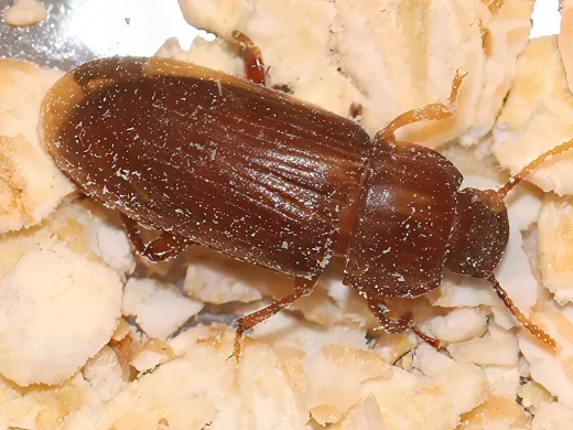 Mehlkäfer (Tenebrio molitor) von oben: länglicher dunkelbrauner Käfer mit gerieften Flügeldecken auf hellen Getreideflocken.