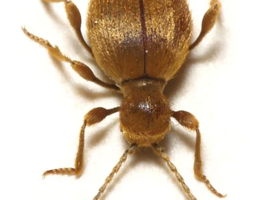 Messingkäfer von oben auf weißem Untergrund: ein rundlich-bauchiger Käfer mit dichter, goldgelb glänzender Behaarung sowie langen Fühlern und Beinen.