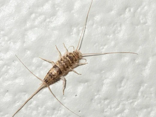 Ofenfischchen von oben auf heller Wand: ein flügelloses, spindelförmiges Insekt mit braun marmorierter Beschuppung, langen Fühlern und drei langen Schwanzfäden.