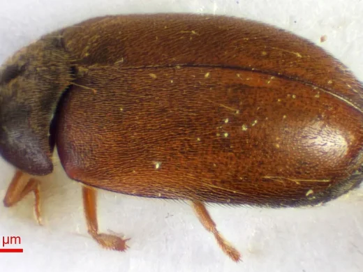 Brauner Pelzkäfer von der Seite: ein kleiner, ovaler Käfer mit hellbraunen, fein behaarten Flügeldecken und deutlich dunklerem Kopf- und Halsschild.