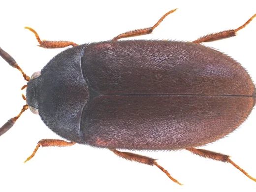 Gemeiner Pelzkäfer von oben: ein ovaler, einfarbig dunkelbrauner Käfer mit fein behaarten Flügeldecken, rotbraunen Beinen und kurzen Keulenfühlern auf weißem Grund.