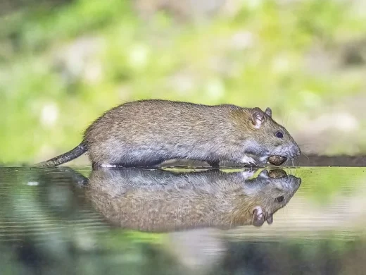 Wanderratte mit braungrauem Fell steht am Wasserrand und frisst, ihr Spiegelbild ist auf der Wasseroberfläche zu sehen.