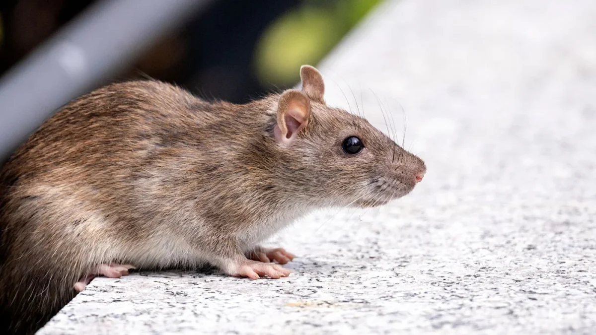 Wanderratte sitzt auf einer hellen Betonkante, dahinter ein dunkles Metallgeländer