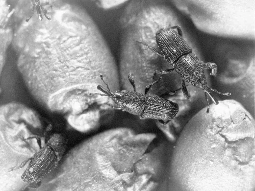 Schwarzweiße Makroaufnahme mehrerer Reiskäfer mit langem Rüssel und punktiertem Halsschild auf angefressenen Getreidekörnern.