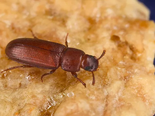 Rotbrauner Reismehlkäfer in Schrägansicht auf einem hellen Nahrungsbrocken, mit länglichem glänzendem Körper, gerillten Flügeldecken und keulenförmigen Fühlern.