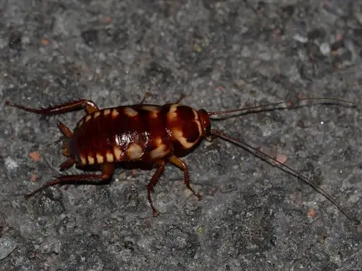 Junge Australische Schabe mit rotbraunem Körper, hellen Randzeichnungen und langen Fühlern, von oben auf grauem Asphalt fotografiert.