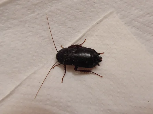 Glänzend schwarzbraune Orientalische Schabe mit kurzen Flügeln und langen Fühlern, von oben auf hellem Untergrund.