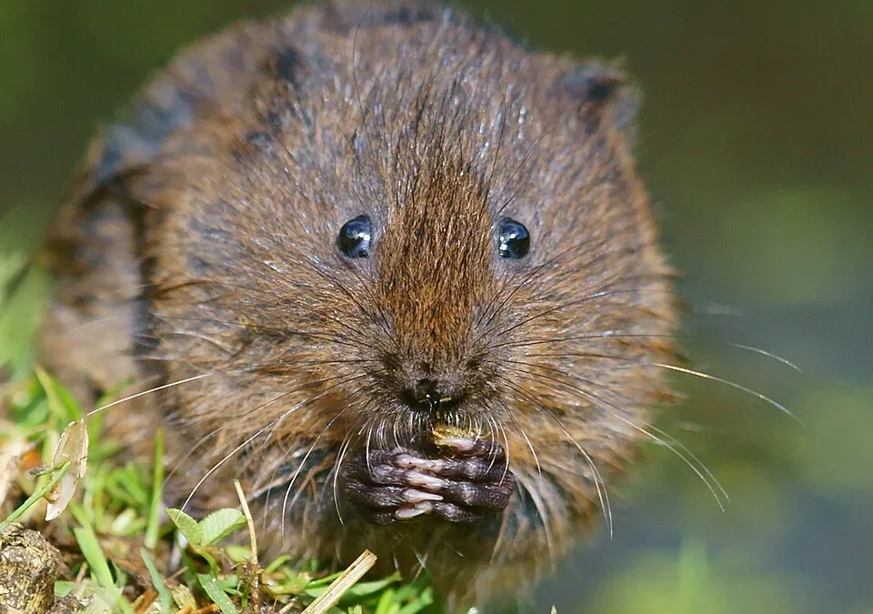 Gemeine Schermaus von vorn im Gras, mit stumpfer Schnauze, kleinen Ohren und langen Tasthaaren beim Fressen