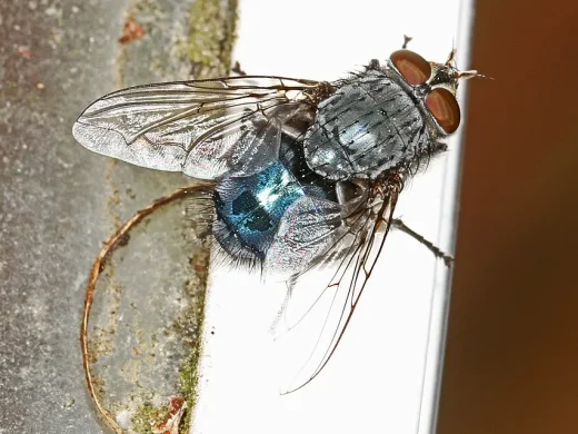 Schmeißfliege mit metallisch blau glänzendem Hinterleib, grau gemustertem Brustabschnitt und großen roten Augen sitzt auf einem hellen Fensterrahmen.