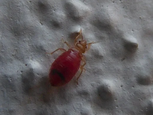 Schwalbenwanze mit blutgefülltem rotem Hinterleib und hellen Beinen krabbelt über eine raue, helle Wand.