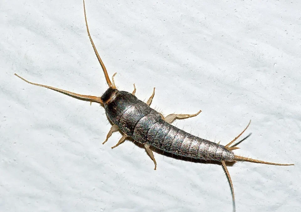 Silberfischchen mit silbrig glänzendem, spindelförmigem Körper, langen Fühlern und drei Schwanzfäden auf einer weißen Wand.