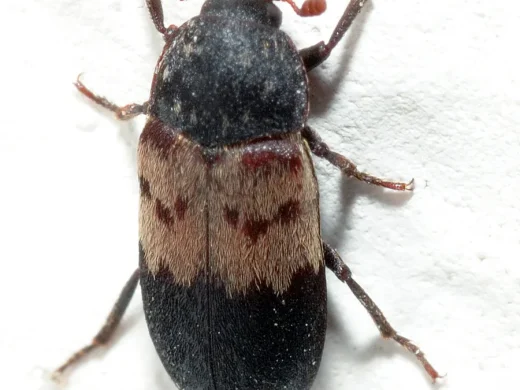 Gemeiner Speckkäfer von oben: länglich ovaler schwarzer Käfer mit hellem, dunkel geflecktem Querband auf der vorderen Hälfte der Flügeldecken, auf weißem Untergrund.
