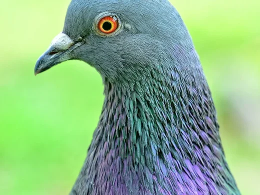 Kopf- und Halsporträt einer grauen Stadttaube mit orangefarbenem Auge und grün-violett schillerndem Halsgefieder vor grünem Hintergrund.