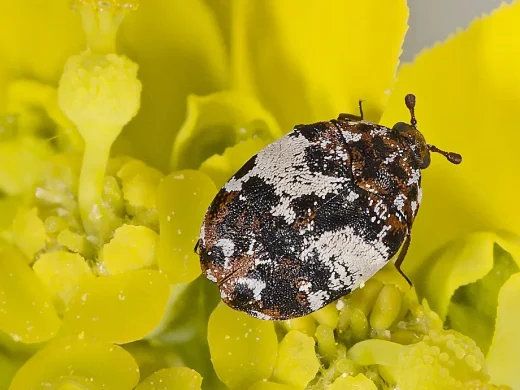 Nahaufnahme eines ovalen Teppichkäfers der Gattung Anthrenus mit braun-schwarz-weiß geflecktem Rückenschild auf einer gelben Blüte.