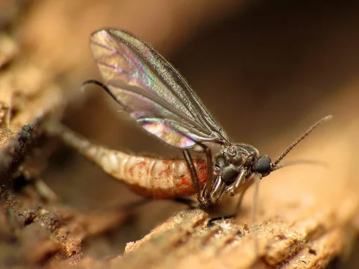 Nahaufnahme einer Trauermücke mit langen Fühlern, großen Augen und durchscheinenden Flügeln auf morschem Holz.