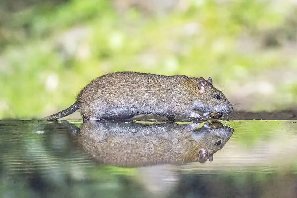 Braungraue Wanderratte steht im Profil am Wasserrand und hält Futter in den Vorderpfoten, ihr Spiegelbild ist im Wasser zu sehen.