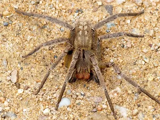 Grosse braune Brasilianische Wanderspinne mit langen, ausgestreckten Beinen auf sandigem Boden, von schräg oben fotografiert.
