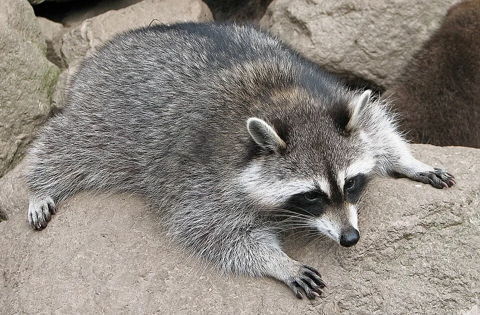 Waschbär mit graubraunem Fell und schwarzer Gesichtsmaske liegt ausgestreckt auf einem Felsen.