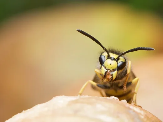 Nahaufnahme des Kopfes einer Deutschen Wespe von vorn mit gelb-schwarzer Gesichtszeichnung, grossen schwarzen Augen und langen Fühlern.