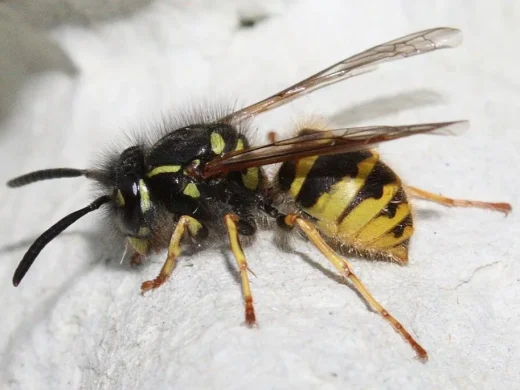Eine Gemeine Wespe von der Seite auf hellem Untergrund, mit gelb-schwarz gemustertem Hinterleib, gelben Beinen und durchsichtigen Flügeln.