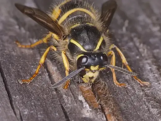 Eine Sächsische Wespe schabt mit den Kiefern Holzfasern von einem verwitterten Brett; Kopf, Fühler und die gelb-schwarze Zeichnung sind gut zu erkennen.