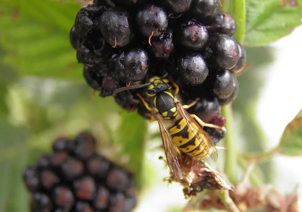 Eine gelb-schwarze Wespe sitzt an einer reifen Brombeere und frisst am Fruchtfleisch.