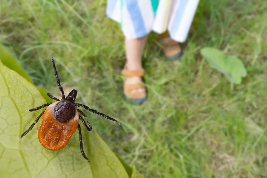 Zecke auf einem Blatt im Vordergrund, dahinter ein Kind in Sandalen auf einer Wiese