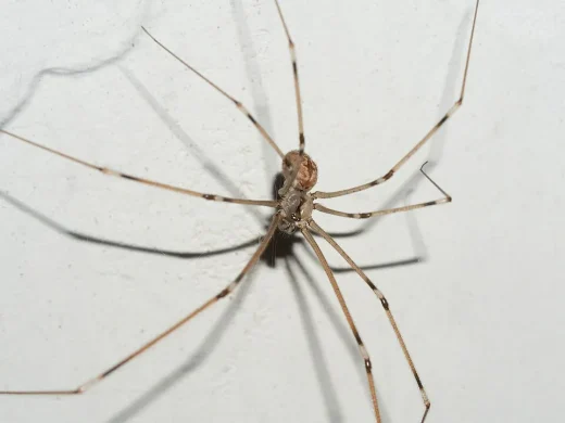 Große Zitterspinne mit kleinem, hellbraunem Körper und sehr langen, dünnen, radförmig gespreizten Beinen an einer weißen Wand.