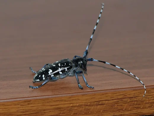 Schwarz glänzender Asiatischer Laubholzbockkäfer mit weißen Flecken und langen schwarz-weiß geringelten Fühlern auf Holz