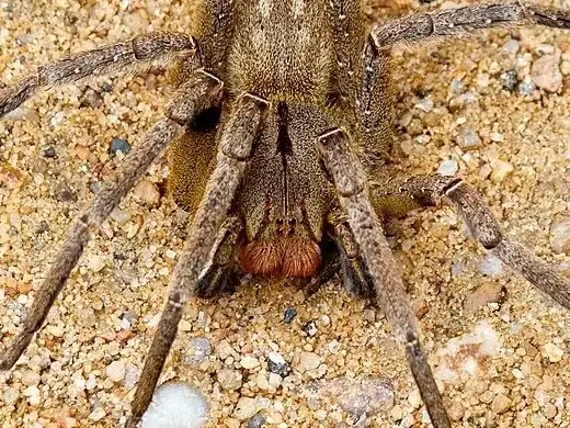 Vorderkörper einer Bananenspinne mit Augenregion und rot behaarten Kieferklauen in Nahaufnahme.