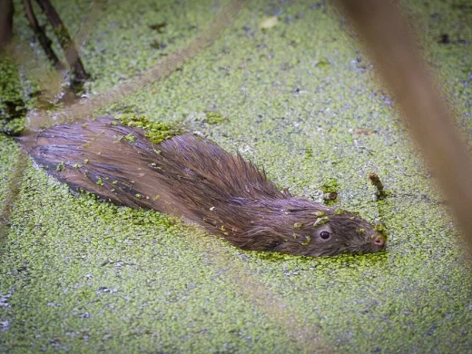 Bisamratte mit nassem dunkelbraunem Fell schwimmt durch eine dicht mit hellgrünen Wasserlinsen bedeckte Wasserfläche.